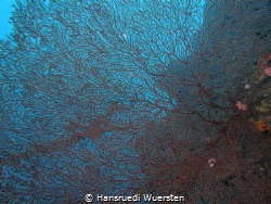 Structure of a fan coral by Hansruedi Wuersten 